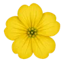 Aurinia